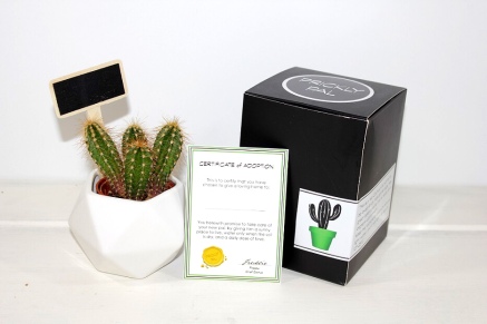 prickly pal with gift box blank